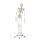 Erler Zimmer full-body skeleton anatomical 1.76 cm, different versions
