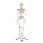 Erler Zimmer full-body skeleton anatomical 1.76 cm, different versions