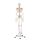 Erler Zimmer full-body skeleton anatomical 1.76 cm, different versions