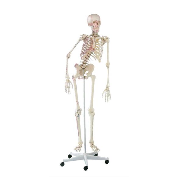 Full Skeleton