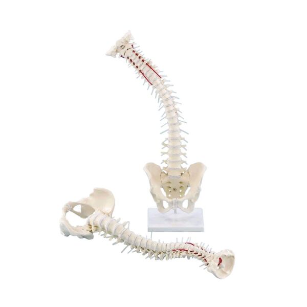 Erler Zimmer Spine with Pelvis, anatomy model, with/without tripod