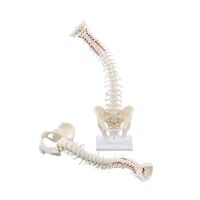 Erler Zimmer Spine with Pelvis, anatomy model,...