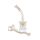 Erler Zimmer Spine with Pelvis, anatomy model, with/without tripod