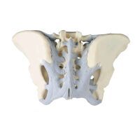 Erler Zimmer Female pelvic skeleton with ligaments,...