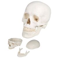 Erler Zimmer Skull model 3-parts, anatomical, skeleton,...