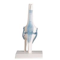 Erler Zimmer Knee joint + ligaments model, mobile,...
