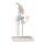 Erler Zimmer Hip joint + ligaments model, mobile, with / without stand