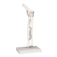 Erler Zimmer model Elbow joint with ligaments, with /...