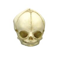 Erler Zimmer fetus skull anatomy model, different. Development Weeks
