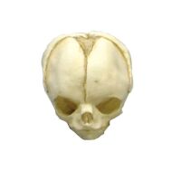 Erler Zimmer fetus skull anatomy model, different....