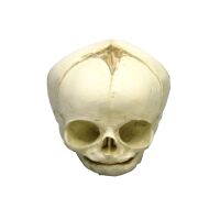 Erler Zimmer fetus skull anatomy model, different. Development Weeks