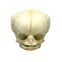 Erler Zimmer fetus skull anatomy model, different. Development Weeks