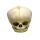 Erler Zimmer fetus skull anatomy model, different. Development Weeks