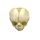 Erler Zimmer fetus skull anatomy model, different. Development Weeks