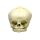 Erler Zimmer fetus skull anatomy model, different. Development Weeks