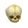 Erler Zimmer fetus skull anatomy model, different. Development Weeks