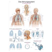 graphic training aid "The respiratory system",...