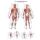 graphic training aid "The human muscles", Print, diff. Sizes