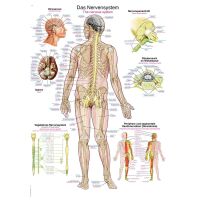 Erler Zimmer anatomical chart "The nervous...