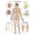 Erler Zimmer anatomical chart "The nervous system", diff. Sizes