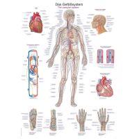 Erler Zimmer anatomical chart "The vascular...