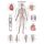 Erler Zimmer anatomical chart "The vascular system", diff. Sizes