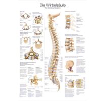 Erler Zimmer The Spine Anatomical Posters, diff. Sizes