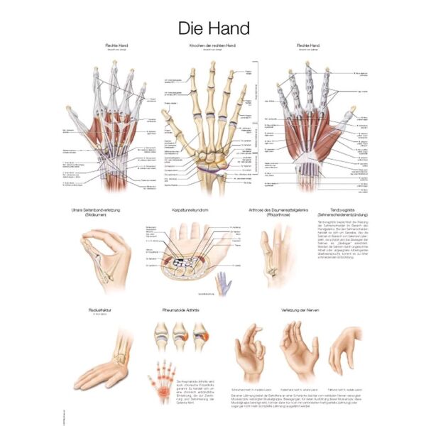 Erler Zimmer The hand anatomical poster, choice of size