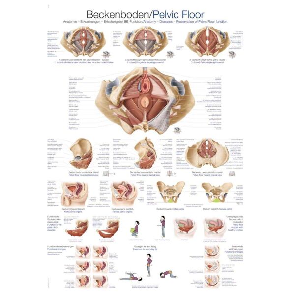Erler Zimmer "pelvic floor" Instructional panel, size choice