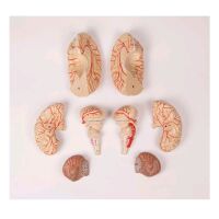 Brain model with arteries of Erler Zimmer, 9-piece,...