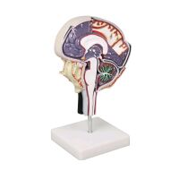 Cerebrospinal fluid circulation model Erler Zimmer, brain...