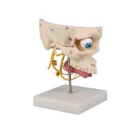 Model of the sense organs of Erler Zimmer, life-size,...