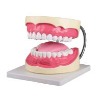 Dental care model by Erler Zimmer, incl. Toothbrush,...