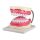 Dental care model by Erler Zimmer, incl. Toothbrush, diff. Sizes