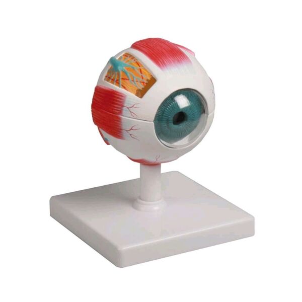Eye Models