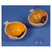 Erler Zimmer Eye model, anatomical, 6 times life size,...