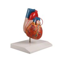 Erler Zimmer Heart Model, 3 bypasses, 2-piece, life-size...