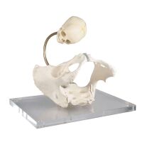 Erler Zimmer pelvis skeleton, birth canal, movable...