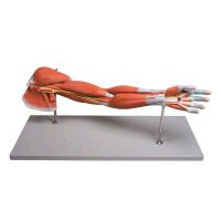 Arm muscles model Erler room, 7-piece, life-size, stand
