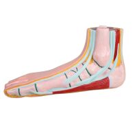 Erler Zimmer flat foot model, open media, life-size,...