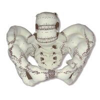 Erler Zimmer pelvic model, female, fabric, flexible,...