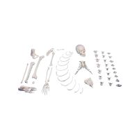 Erler Zimmer right Side Unassembled Half Skeleton,  Bone...