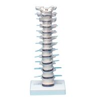 Erler Zimmer Thoracic Vertebral Column with Stand,...