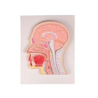 Erler Zimmer Relief Model - Median Section of the Head