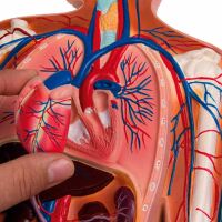 Erler Zimmer Relief Model - Circulatory System, 1/2 Life...