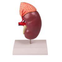 Erler Zimmer Model - Kidney w. Adrenal Gland, 2 Times...