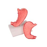 Erler Zimmer Model - Stomach, Natural Size