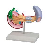 Erler Zimmer Model - Diseases of Pancreas, Spleen,...