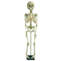 Erler Zimmer Child Skeleton, Different Variants