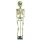 Erler Zimmer Child Skeleton, Different Variants